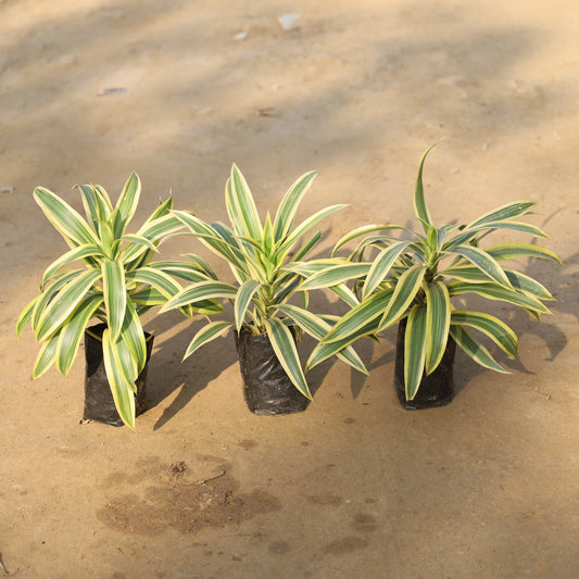 Set of 3 Song of India in 4 Inch Nursery Bag