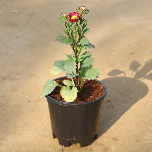 Asters Flower Plant (Any Colour) In 6 Inch Nursery Pot