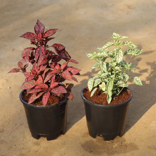 Set of 2 Hypoestes Polka Dot Red and White in 6 Inch Nursery Pot