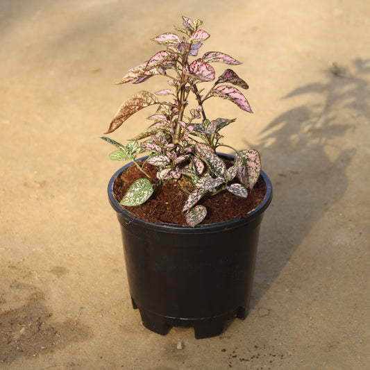 Hypoestes / Polka Dot Pink in 6 Inch Nursery Pot