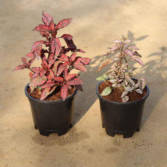 Set of 2 Hypoestes / Polka Dot Pink and Red in 6 Inch Nursery Pot