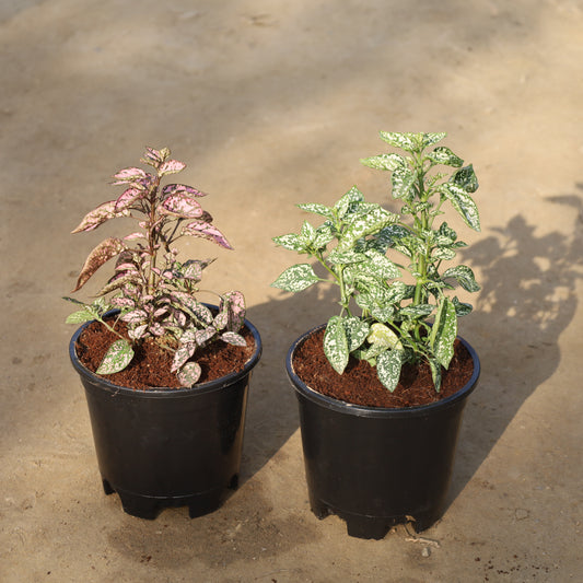 Set of 2 Hypoestes / Polka Dot Pink and White in 6 Inch Nursery Pot