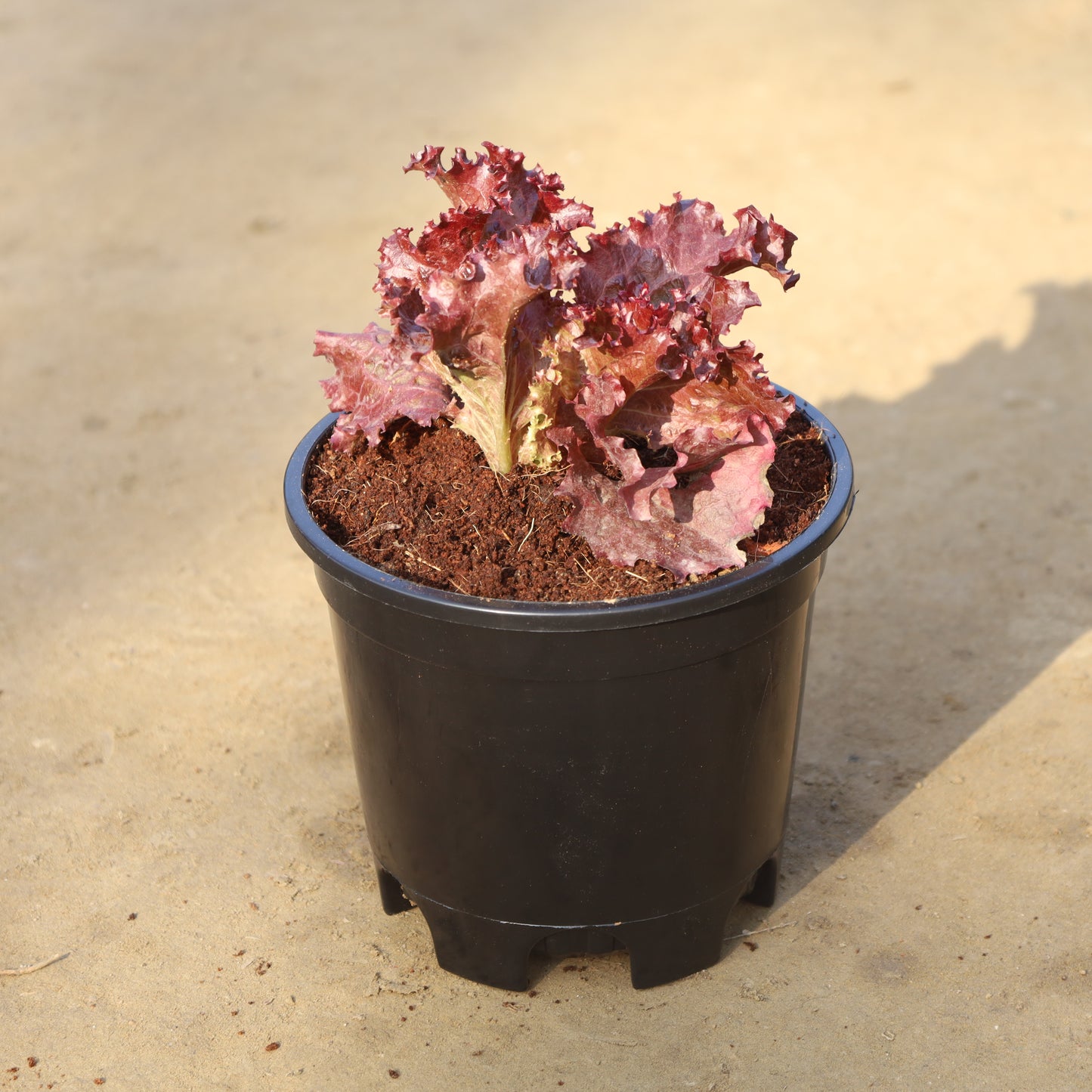 Lettuce Red (Salad Patta) in 6 Inch Nursery Pot