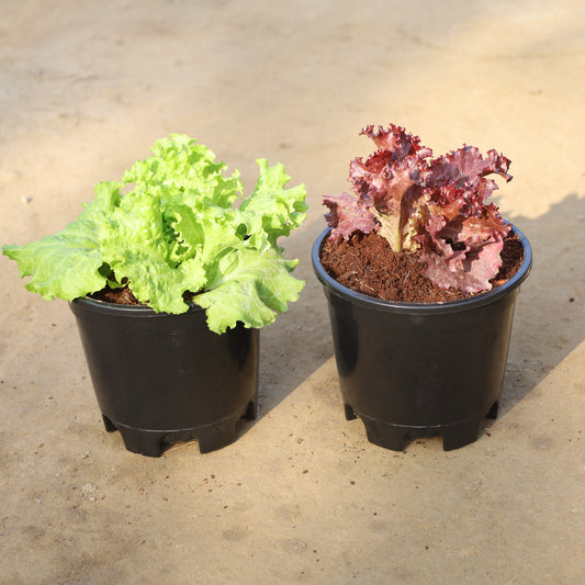 Set of 2 Lettuce Red and Green (Salad Patta) in 6 Inch Nursery Pot