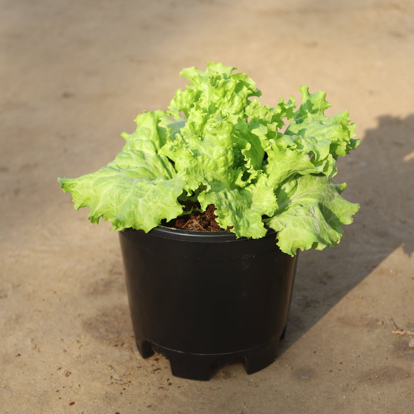 Lettuce Green (Salad Patta) in 6 Inch Nursery Pot
