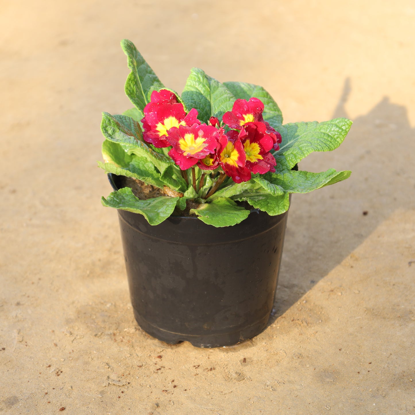 Primula / Primrose (Any Colour) in 5 Inch Nursery Pot