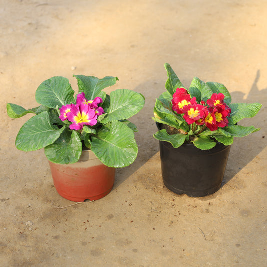 Set of 2 Primula / Primrose (Any Colour) in 5 Inch Nursery Pot