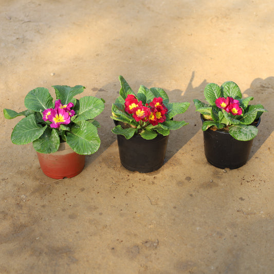 Set of 3 Primula / Primrose (Any Colour) in 5 Inch Nursery Pot