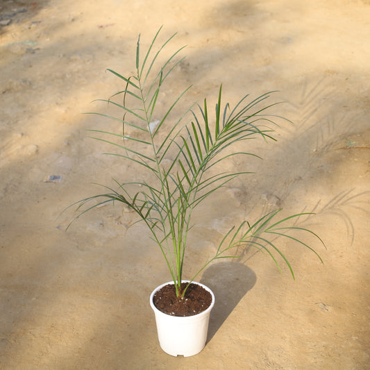 Phoenix Palm in 8 Inch White Nursery Pot