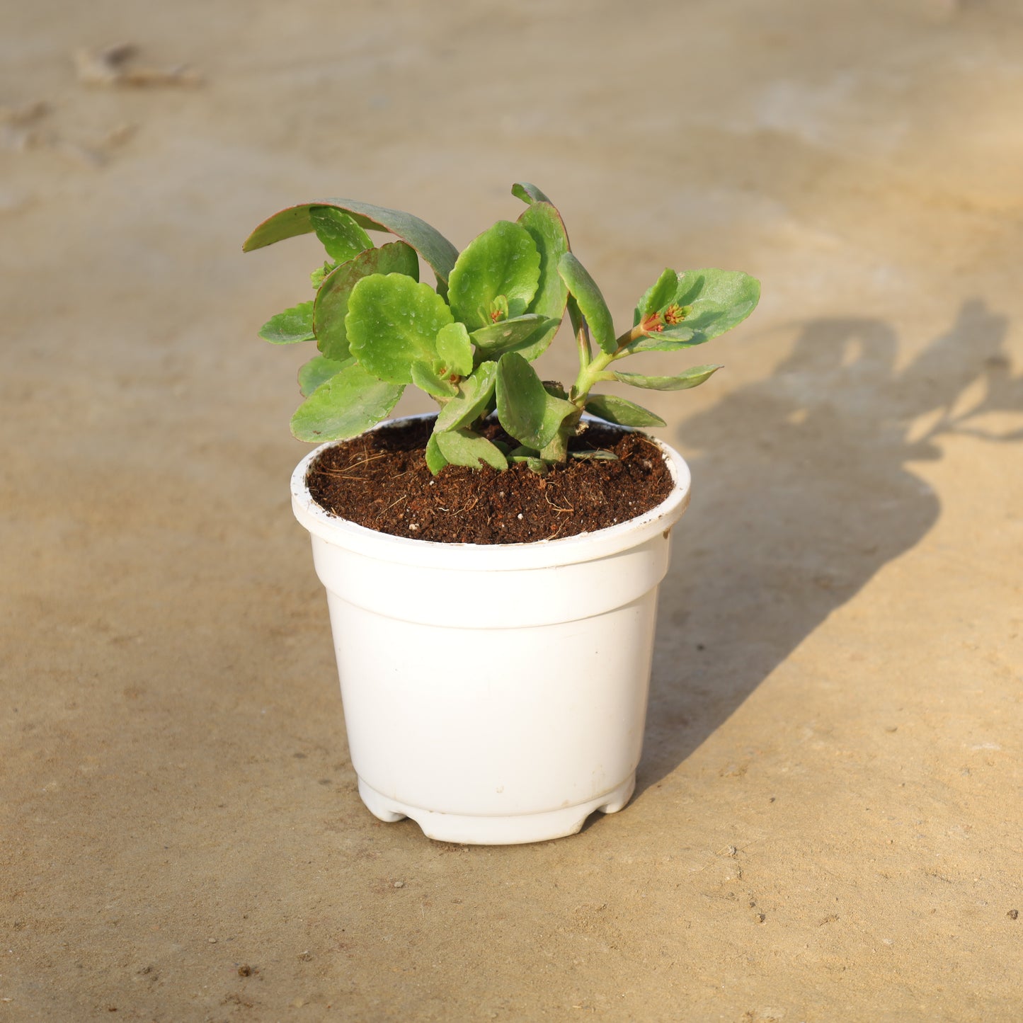 Kalanchoe Desi Red in 4 Inch Nursery Pot