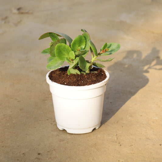 Kalanchoe Desi Red in 4 Inch Nursery Pot