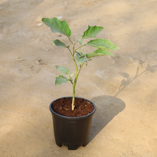 Brinjal / Baigan Plant in 6 Inch Nursery Pot