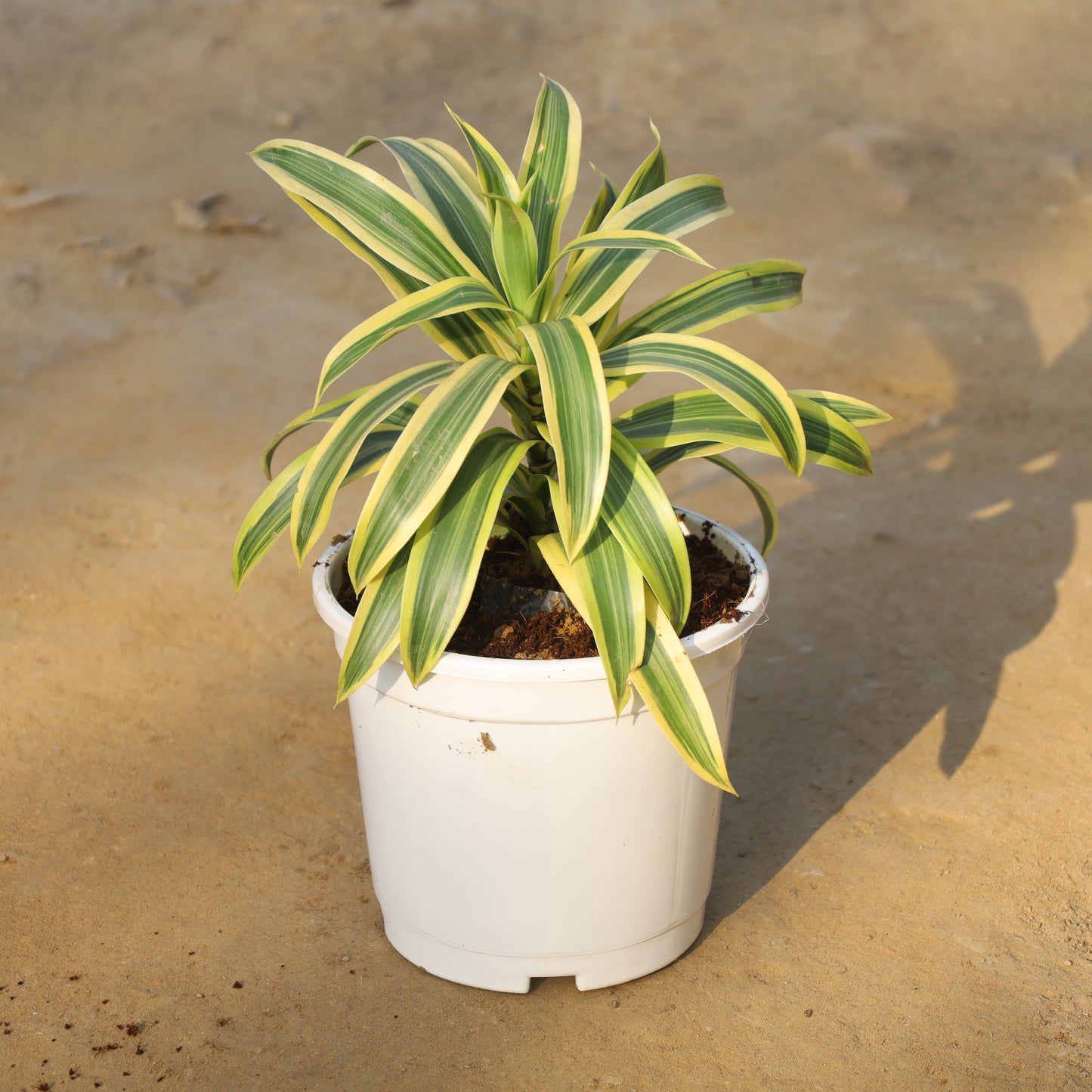 Song of India in 6 Inch White Nursery Pot