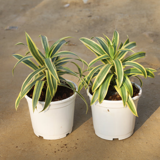Set of 2 Song of India in 6 Inch White Nursery Pot