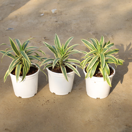 Set of 3 Song of India in 6 Inch White Nursery Pot
