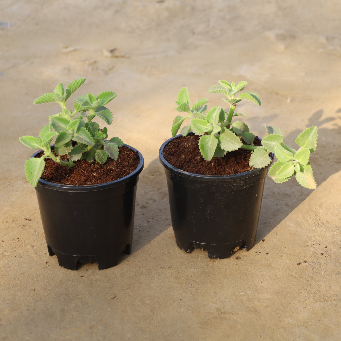 Set of 2 Ajwain plant in 6 Inch Nursery Pot