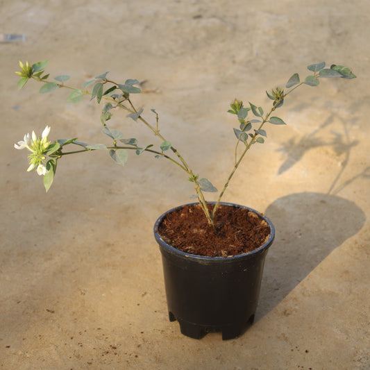 Juhi / Jasminum Auriculatum in 6 Inch Nursery Pot