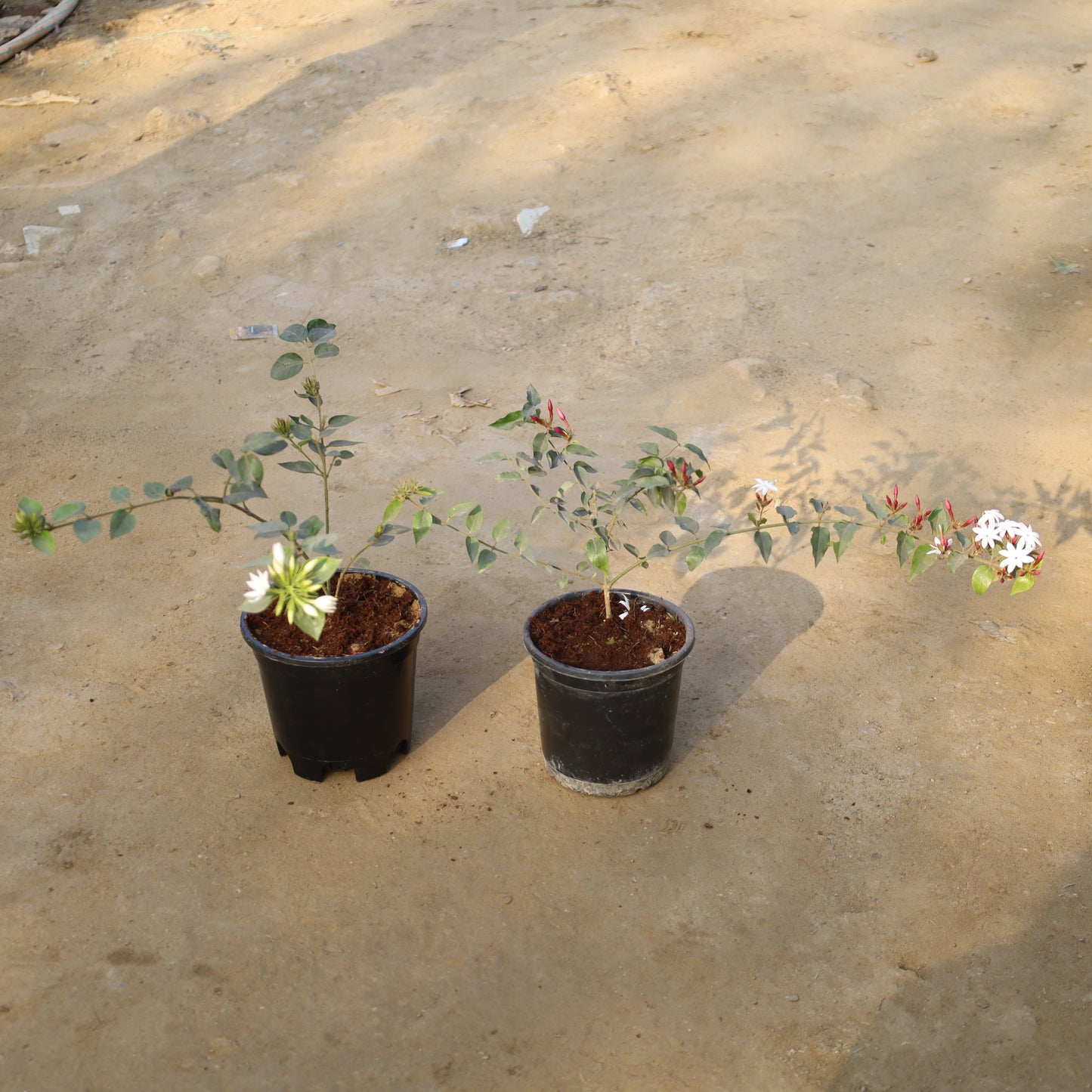 Set of 2 Kund Bel / Star Jasmine and Juhi in 6 Inch Nursery Pot