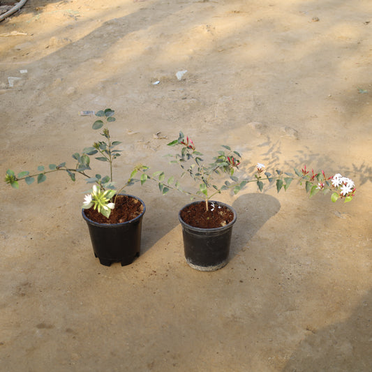Set of 2 Kund Bel / Star Jasmine and Juhi in 6 Inch Nursery Pot
