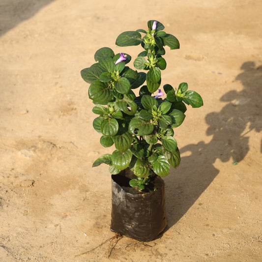 Barleria Cristata / Philippine Violet in 6 Inch Nursery Bag