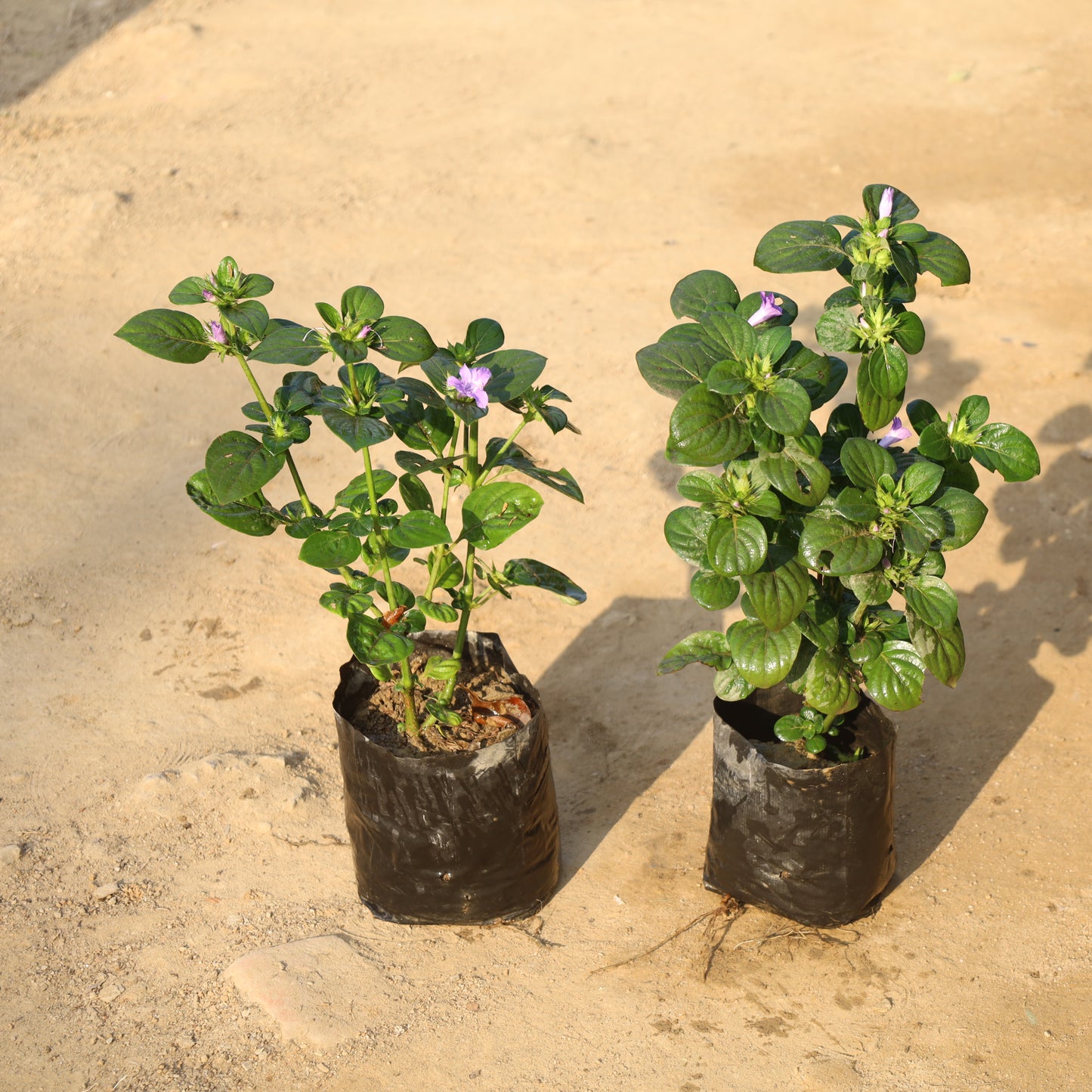 Set of 2 Barleria Cristata / Philippine Violet in 6 Inch Nursery Bag