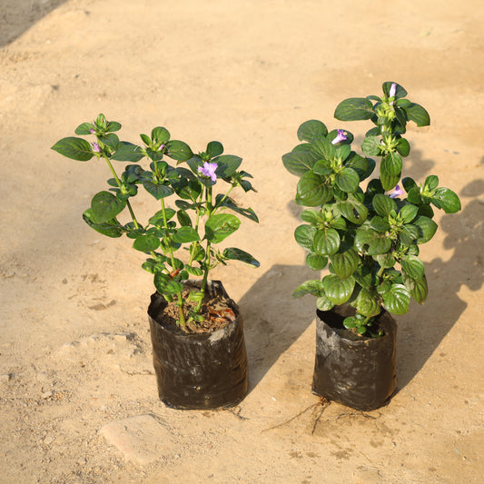Set of 2 Barleria Cristata / Philippine Violet in 6 Inch Nursery Bag