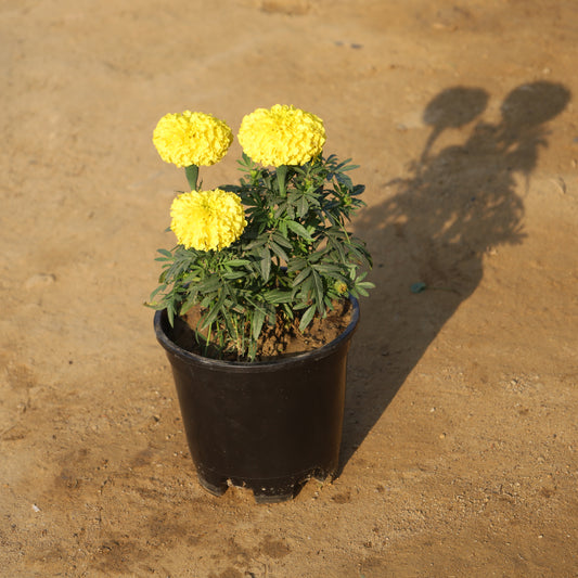 Marigold (Any Colour) in 6 Inch Nursery Pot