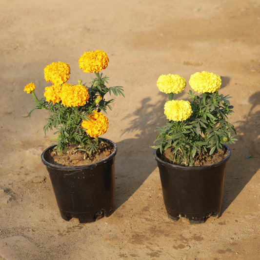 Set of 2 Marigold (Any Colour) in 6 Inch Nursery Pot