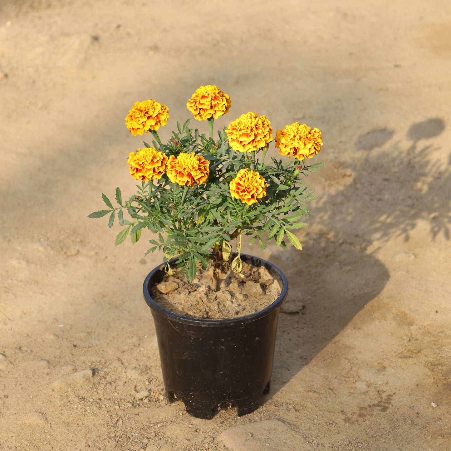 Marigold French / Jafri (Any Colour) in 6 Inch Nursery Pot