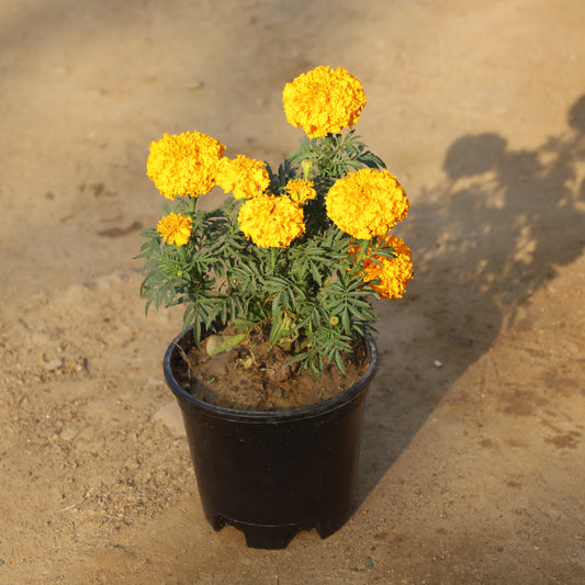 Marigold Orange in 6 Inch Nursery Pot