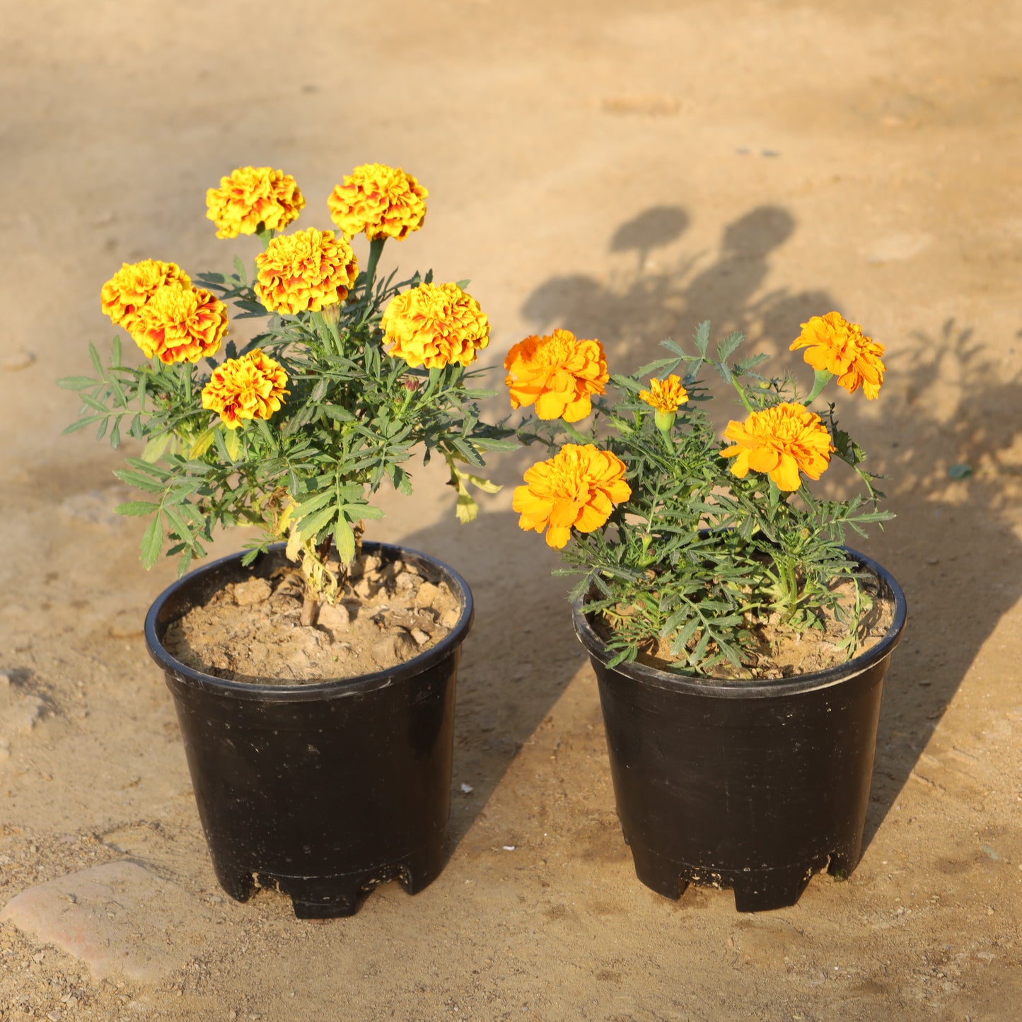 Set of 2 Marigold French / Jafri (Any Colour) in 6 Inch Nursery Pot