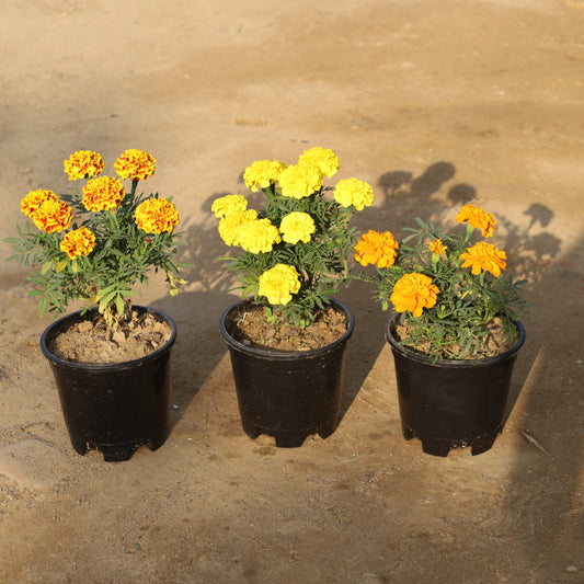 Set of 3 Marigold (Any Colour) in 6 Inch Nursery Pot