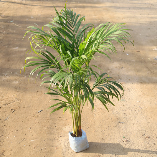 Air Purifier Areca Palm Indoor in 6 Inch Nursery Bag