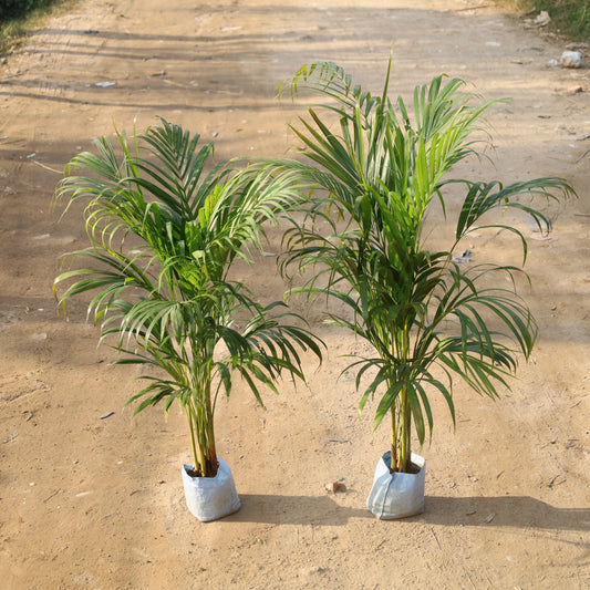 Set of 2 Air Purifier Areca Palm Indoor in 6 Inch Nursery Bag