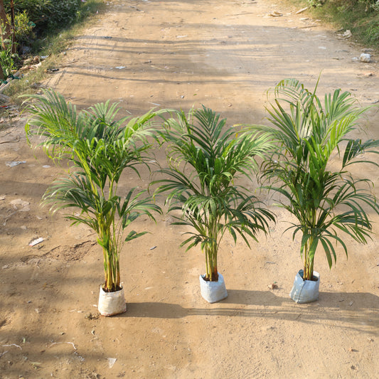 Set of 3 Air Purifier Areca Palm Indoor in 6 Inch Nursery Bag