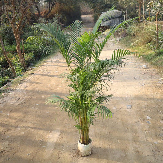 Areca Palm Indoor / Outdoor (~5-6 Ft) in 12 Inch Nursery Bag