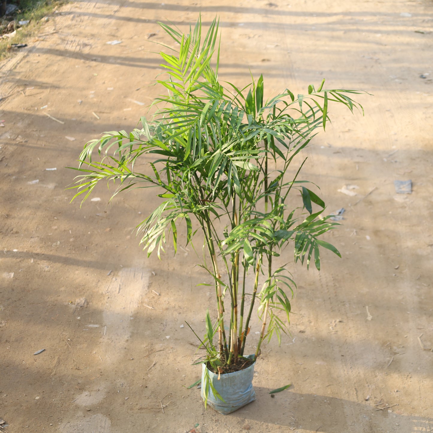 Bamboo Palm / Cane Palm / Scotia Palm (~4-5 Ft) in 12 Inch Nursery Bag