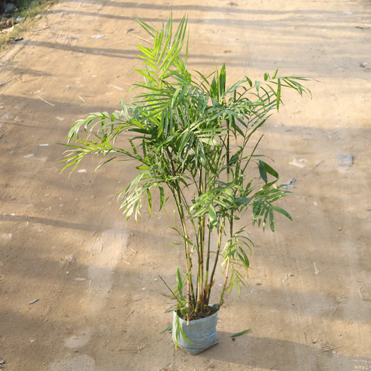 Bamboo Palm / Cane Palm / Scotia Palm (~4-5 Ft) in 12 Inch Nursery Bag