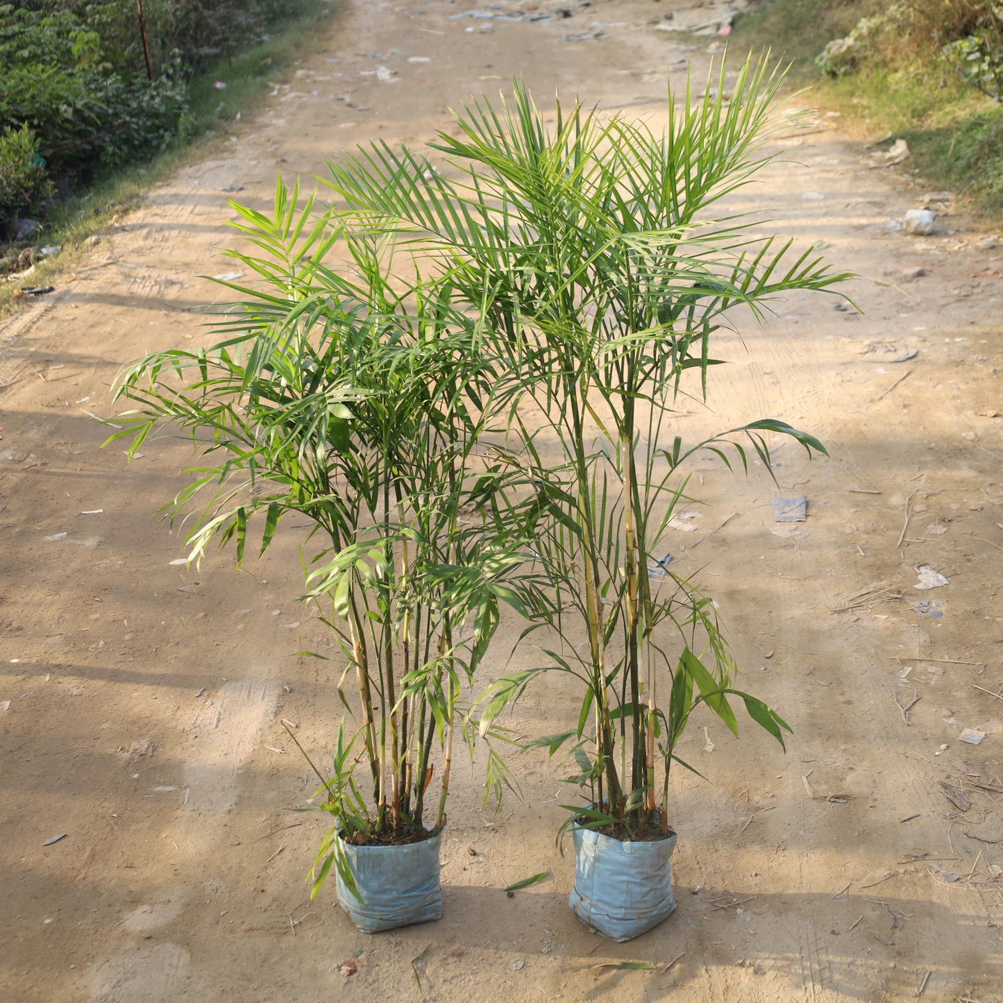 Set of 2 Bamboo Palm / Cane Palm / Scotia Palm (~4-5 Ft) in 12 Inch Nursery Bag