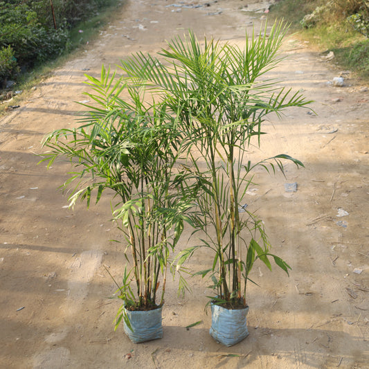 Set of 2 Bamboo Palm / Cane Palm / Scotia Palm (~4-5 Ft) in 12 Inch Nursery Bag