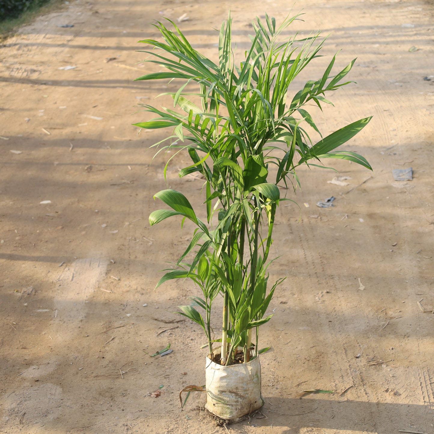 Bamboo Palm / Cane Palm / Scotia Palm (~3.5-4 Ft) in 10 inch Nursery Bag