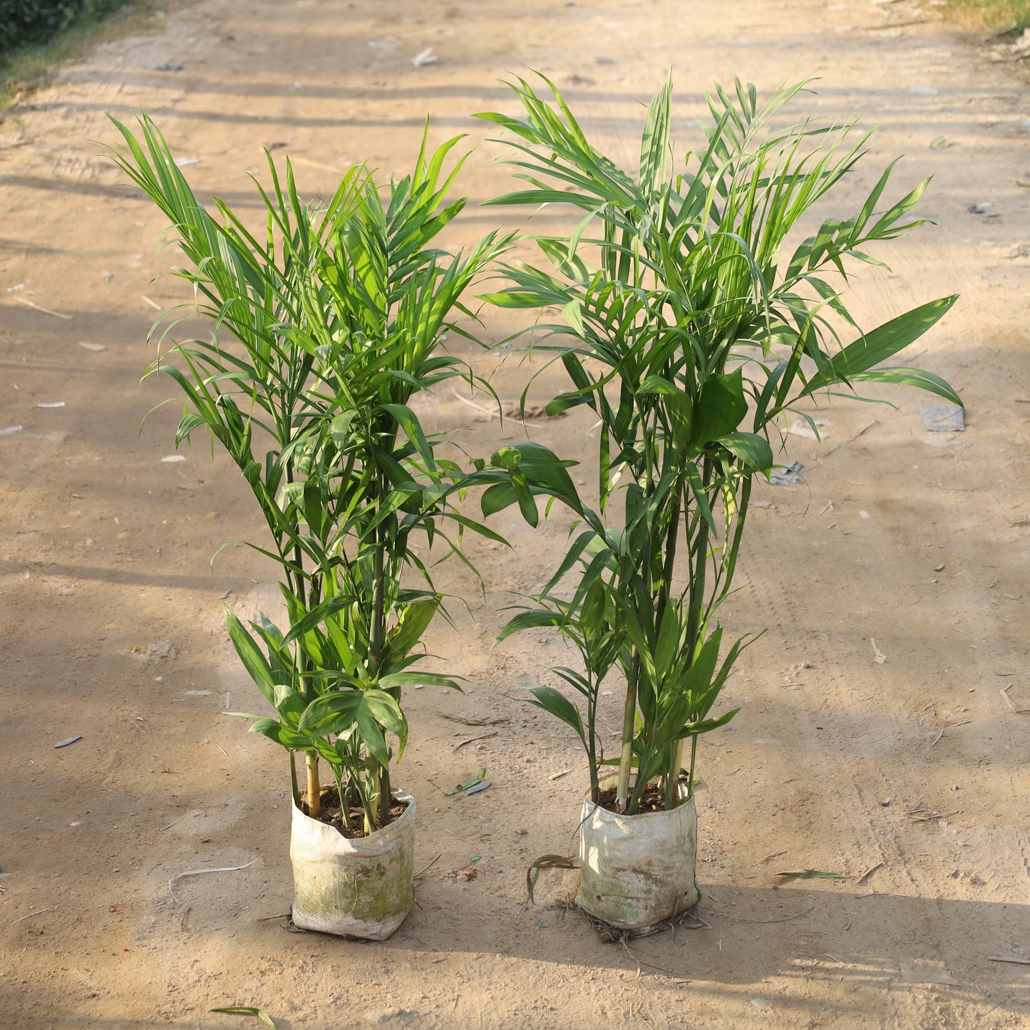 Set of 2 Bamboo Palm / Cane Palm / Scotia Palm (~3.5-4 Ft) in 10 Inch Nursery Bag