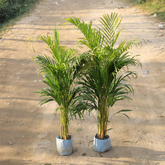 Set of 2 Air Purifier Areca Palm Indoor (~4-5 Ft) in 8 Inch Nursery Bag