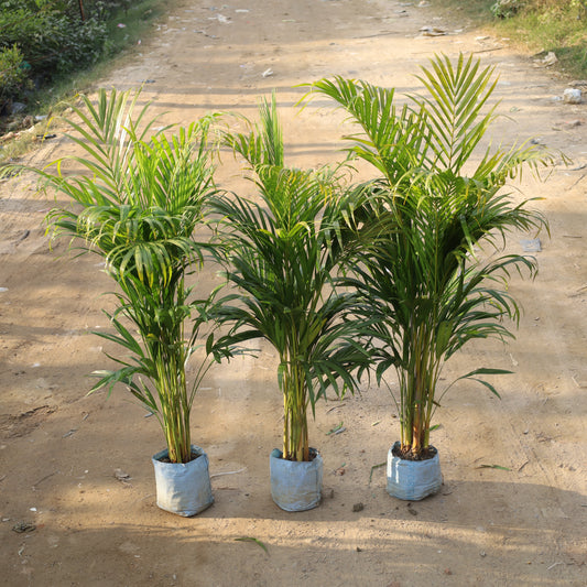 Set of 3 Air Purifier Areca Palm Indoor (~4-5 Ft) in 8 Inch Nursery Bag