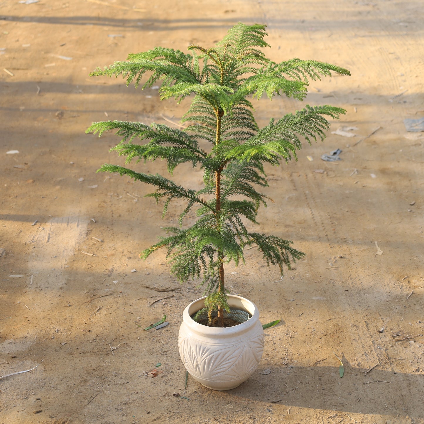 Araucaria / Christmas Tree (~2.5-3 Ft) in 8 Inch Matka Ceramic Pot (Any Colour & Design)