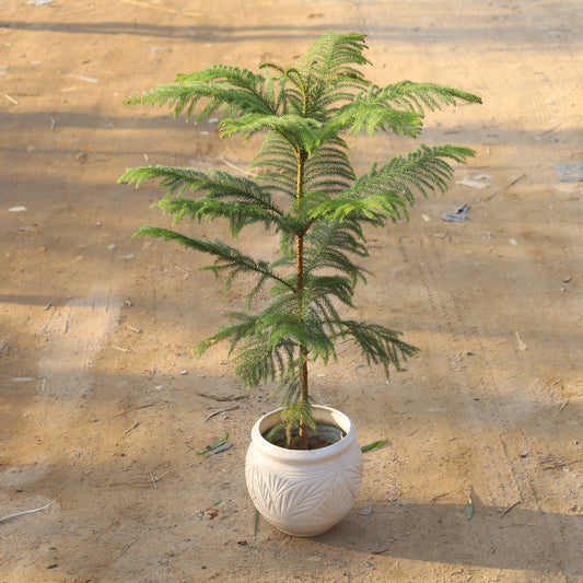 Araucaria / Christmas Tree (~2.5-3 Ft) in 8 Inch Matka Ceramic Pot (Any Colour & Design)