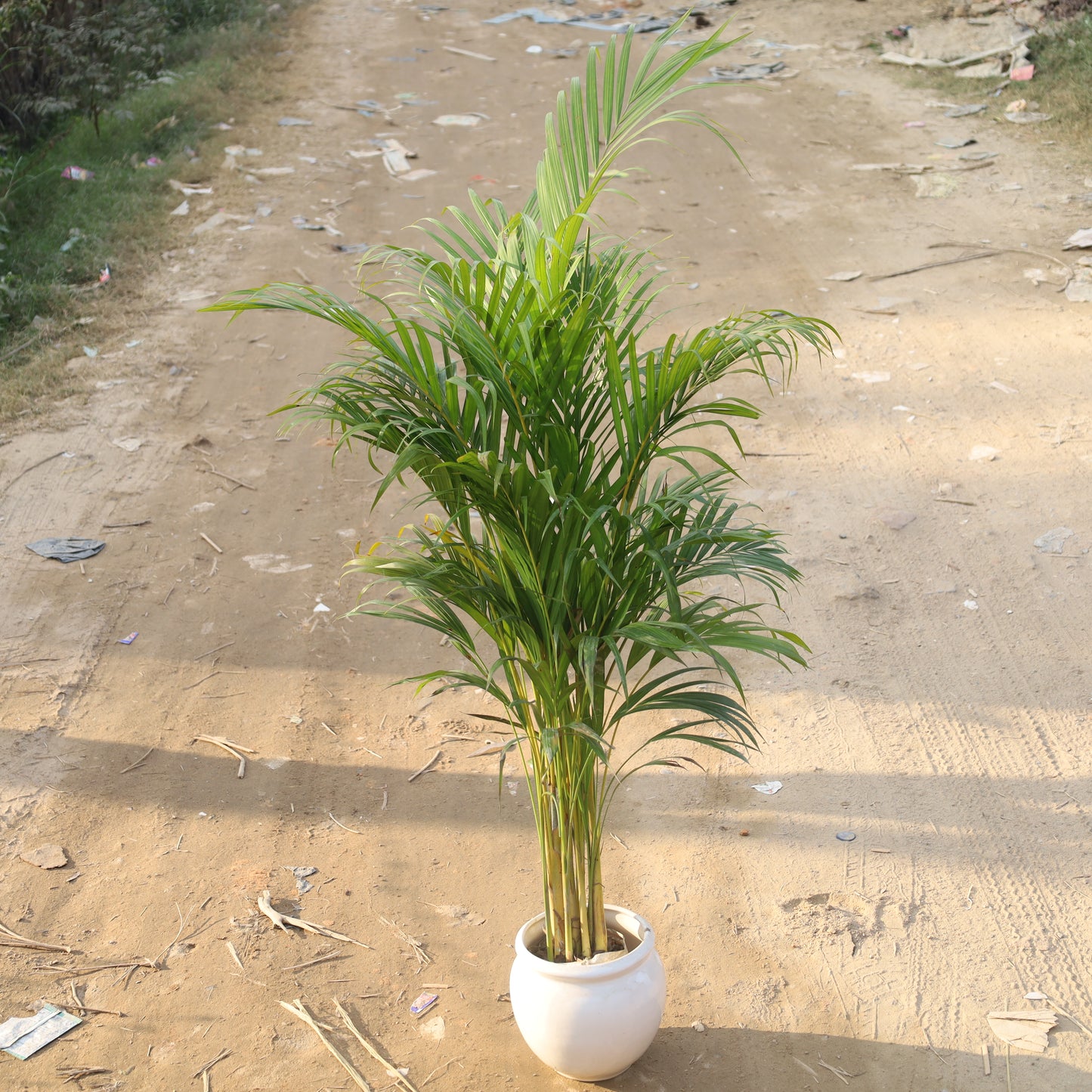 Air Purifier Areca Palm Indoor in 8 Inch Matka Ceramic Pot (Any Colour & Design)