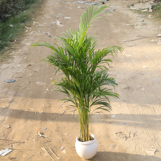 Air Purifier Areca Palm Indoor in 8 Inch Matka Ceramic Pot (Any Colour & Design)