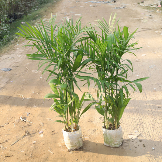 Set of 2 Bamboo Palm / Cane Palm / Scotia Palm (~3.5-4 Ft) in 10 Inch Nursery Bag