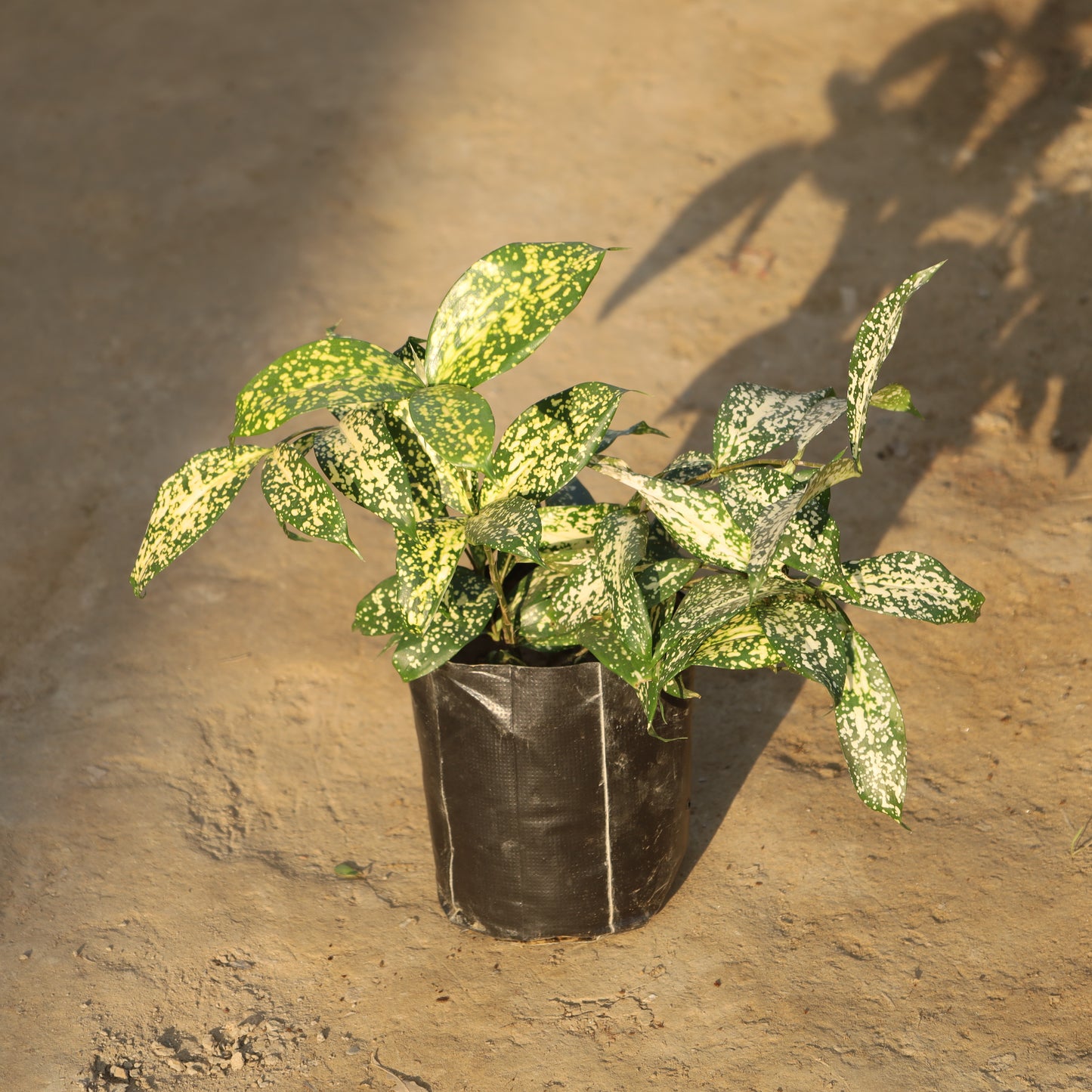 Dracaena Silver Dust in 4 Inch Nursery Bag